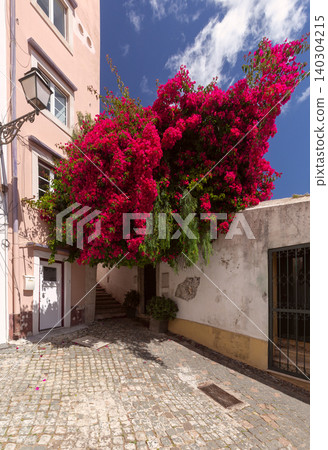Bougainvillea Covered Alley in Alfama District of Lisbon Portugal Bougainvillea Covered Alley in Alfama District of Lisbon Portugal 140304215