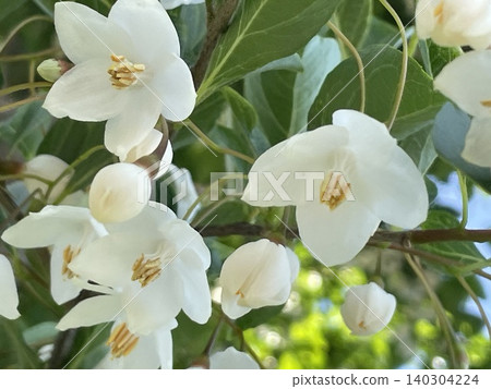 Styrax japonica (close-up) Styrax japonica (close-up) 140304224
