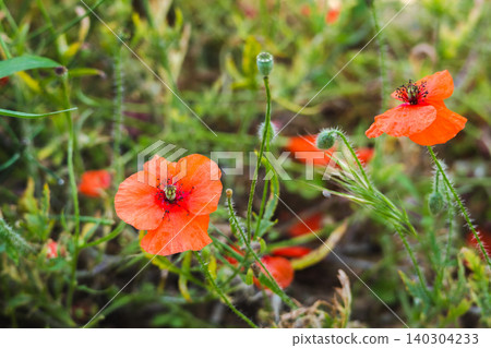 Red poppy flowers blooming in coastal wetland meadow of Les Madrigueres nature reserve in Catalonia, Spain Red poppy flowers blooming in coastal wetland meadow of Les Madrigueres nature reserve in Catalonia, Spain 140304233