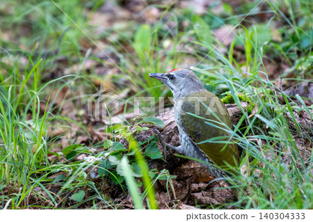 A woodpecker perched on a decaying log, searching for food. A woodpecker perched on a decaying log, searching for food. 140304333