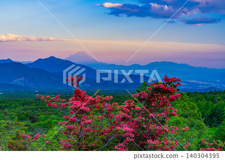 【山梨縣】清里美麗的森林裡盛開著山地杜鵑,日落時分還能遠眺富士山。 【山梨縣】清里美麗的森林裡盛開著山地杜鵑,日落時分還能遠眺富士山。 140304395