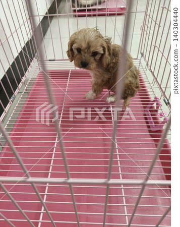 Shanghai pet shop - Cockapoo puppy Shanghai pet shop - Cockapoo puppy 140304440