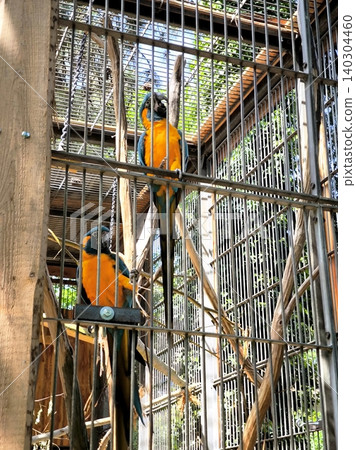 Two blue-and-yellow macaws are perched on the branches of a large aviary. 140304460
