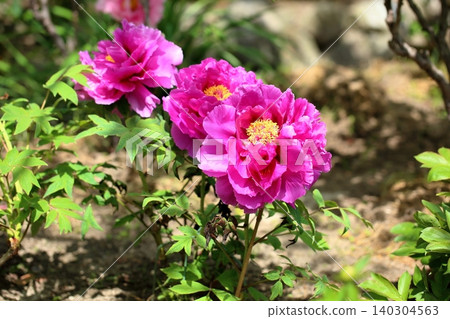Springtime, vibrant peonies in full bloom Springtime, vibrant peonies in full bloom 140304563