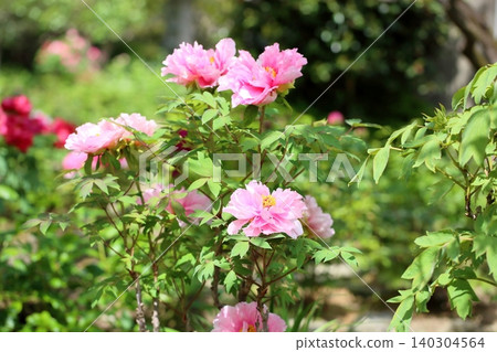 Springtime, lovely peonies in full bloom 140304564