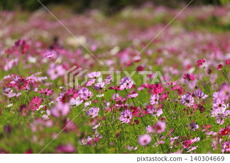 莊原市美北山公園的波斯菊花田 莊原市美北山公園的波斯菊花田 140304669