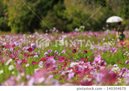 Cosmos flower field at Bihoku Hills Park in Shobara City Cosmos flower field at Bihoku Hills Park in Shobara City 140304670