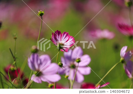 Cosmos flowers at Bihoku Hills Park in Shobara City Cosmos flowers at Bihoku Hills Park in Shobara City 140304672