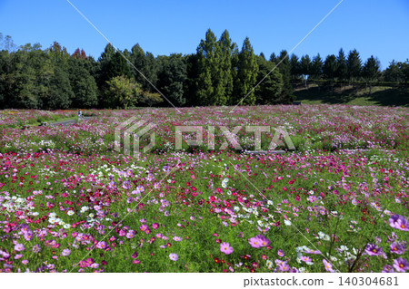莊原市美北山公園的波斯菊花田 莊原市美北山公園的波斯菊花田 140304681