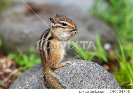 A Hokkaido chipmunk eating food while perched on a rock. A Hokkaido chipmunk eating food while perched on a rock. 140304708