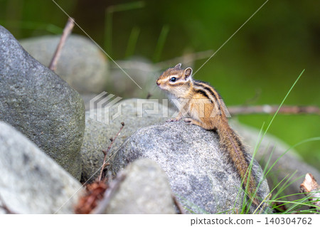 A Hokkaido chipmunk is perched on a rock, surveying its surroundings. 140304762