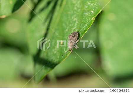 Hojoki bug Hojoki bug 140304811