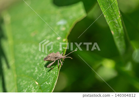 Hojoki bug Hojoki bug 140304812