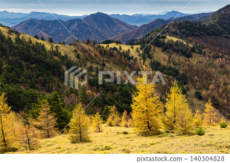 The golden foliage of the larch trees at Ishimaru Pass in the Daibosatsu mountain range, and the view of Okami-daira and Gan-ga-hara-zuri Mountain. The golden foliage of the larch trees at Ishimaru Pass in the Daibosatsu mountain range, and the view of Okami-daira and Gan-ga-hara-zuri Mountain. 140304828