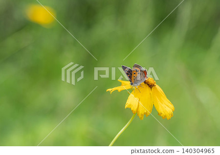 Lycaena phlaeas Lycaena phlaeas 140304965