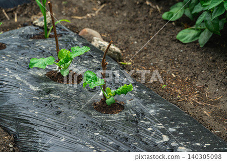 Seedlings of Manganji peppers grown in a home garden Seedlings of Manganji peppers grown in a home garden 140305098