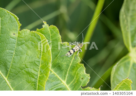 Black-spotted longhorn beetle Black-spotted longhorn beetle 140305104