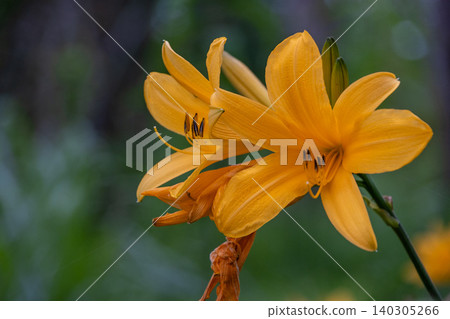 Alstroemeria in full bloom 140305266