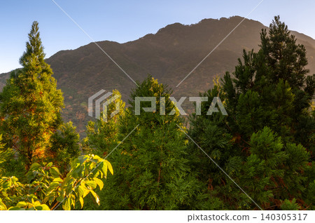 Late autumn leaves, evening scenery, Yakushima Island where gods reside (winter) 140305317