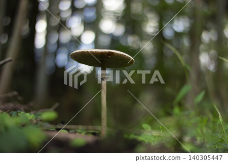 Parasol mushroom growing in the forest Parasol mushroom growing in the forest 140305447