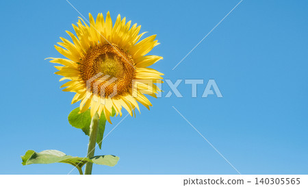 sunflower	 140305565