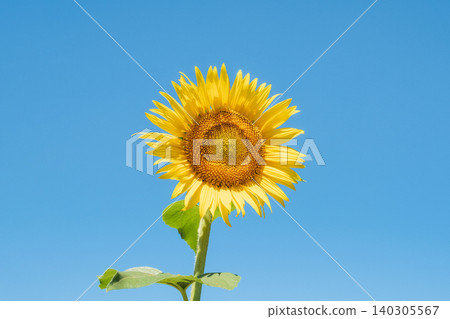 sunflower sunflower 140305567