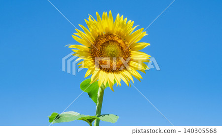 sunflower sunflower 140305568