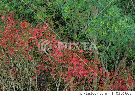 maple maple 140305663