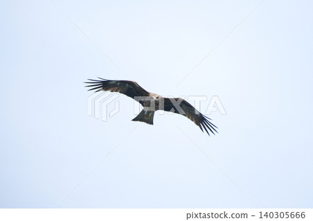 黑鳶 黑鳶 140305666