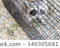 A raccoon caught in a box trap 140305681