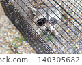 A raccoon looks up at a human from inside a box trap. 140305682