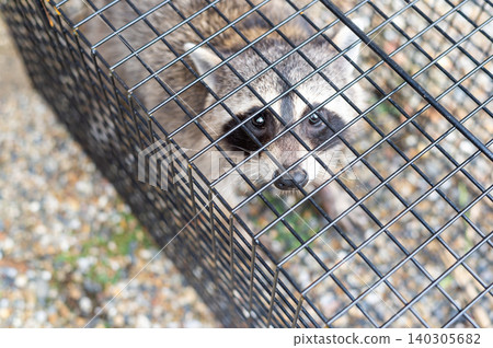 A raccoon looks up at a human from inside a box trap. A raccoon looks up at a human from inside a box trap. 140305682