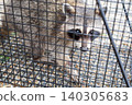 Raccoon caught in a box trap 140305683