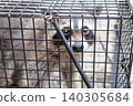 A raccoon stares at a human from inside a box trap. 140305684
