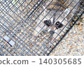 A raccoon threatening with all its might from inside a box trap. 140305685