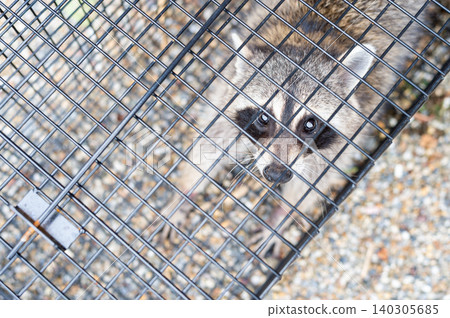 A raccoon threatening with all its might from inside a box trap. A raccoon threatening with all its might from inside a box trap. 140305685