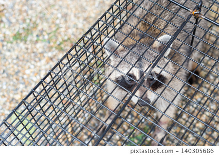 A raccoon looks up at a human from inside a box trap. A raccoon looks up at a human from inside a box trap. 140305686