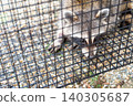 A raccoon caught in a box trap 140305687