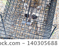 A raccoon looks up at a human from inside a box trap. 140305688
