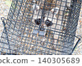 A raccoon looks up at a human from inside a box trap. 140305689