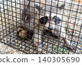 A raccoon intimidates humans from inside a box trap. 140305690