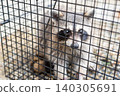 A raccoon stares at a human from inside a box trap. 140305691