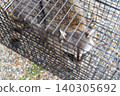 Raccoon caught in a box trap 140305692