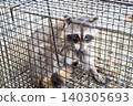 A raccoon stares at a human from inside a box trap. 140305693