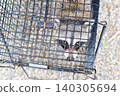A raccoon looks up at a human from inside a box trap. 140305694