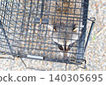 Raccoon head caught in a box trap 140305695