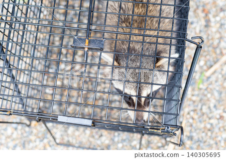 Raccoon head caught in a box trap Raccoon head caught in a box trap 140305695