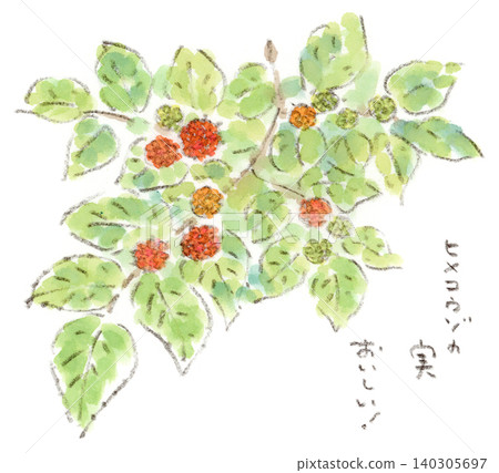 這是一幅水彩插圖，描繪了矮構樹（Broussonetia papyrifera）圓潤可愛的果實，矮構樹是一種初夏植物。 140305697