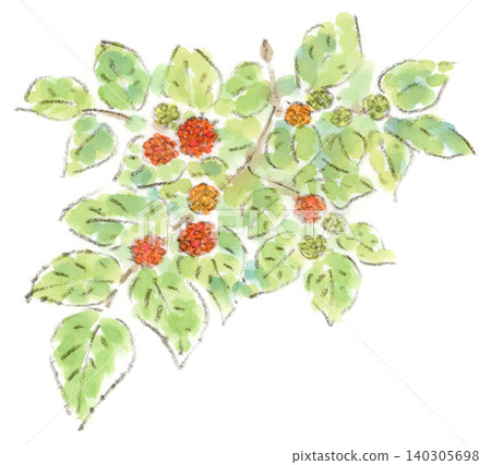 這是一幅水彩插圖,描繪了矮構樹(Broussonetia papyrifera)圓潤可愛的果實,矮構樹是一種初夏植物。 這是一幅水彩插圖,描繪了矮構樹(Broussonetia papyrifera)圓潤可愛的果實,矮構樹是一種初夏植物。 140305698