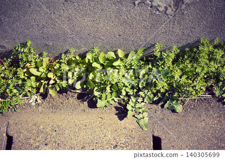 Weeds growing by the roadside Weeds growing by the roadside 140305699
